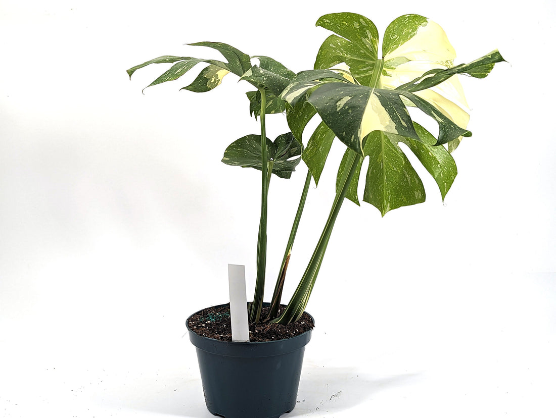 Monstera Thai Constellation Mature Plant in 8 inch Pot Exact Plant ID 