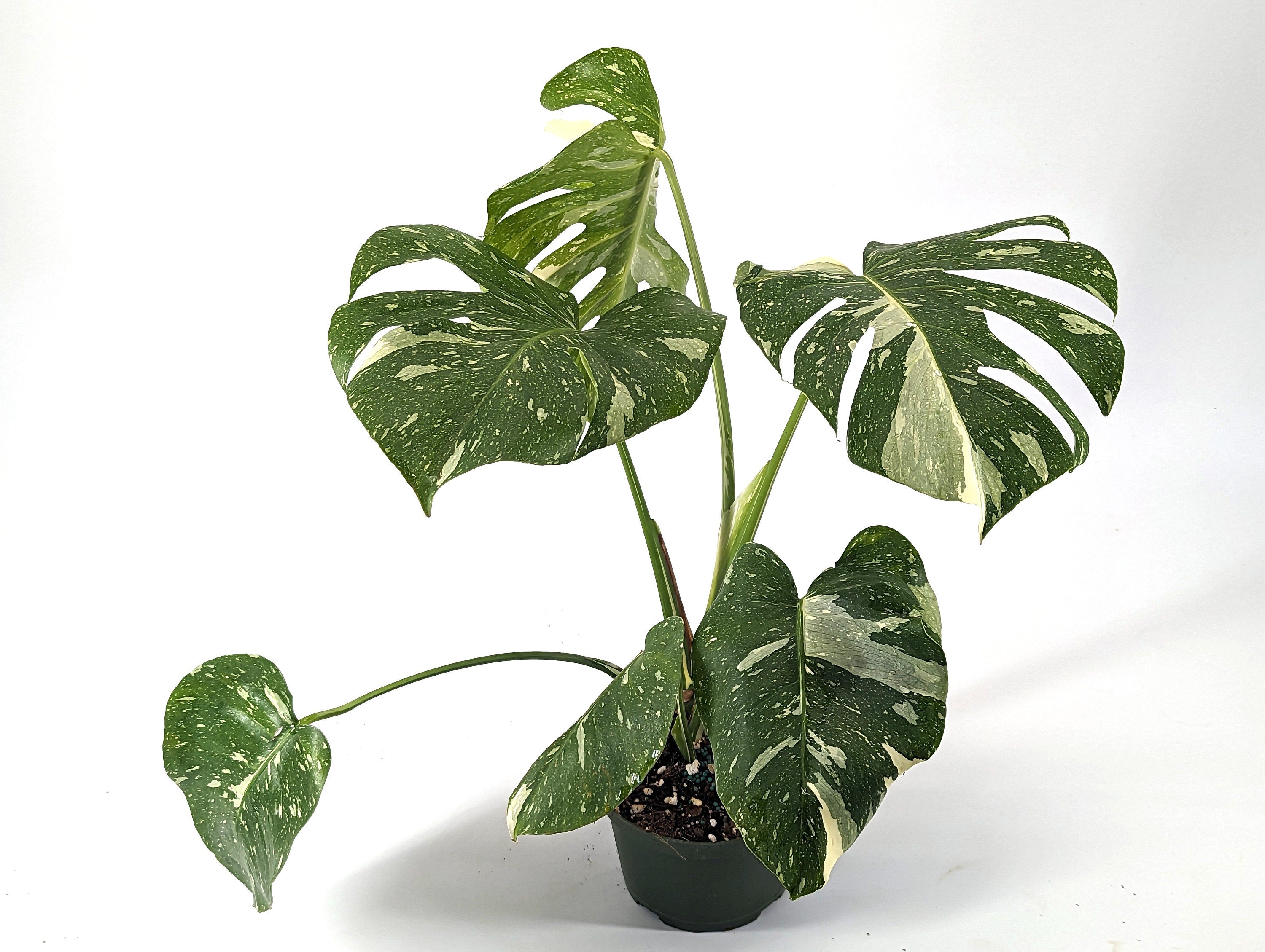 Monstera Thai Constellation 6 inch pot - TALL