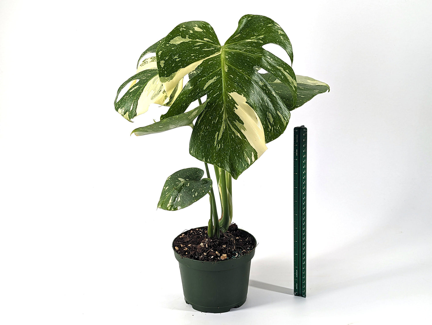 Monstera Thai Constellation 6 inch pot - TALL