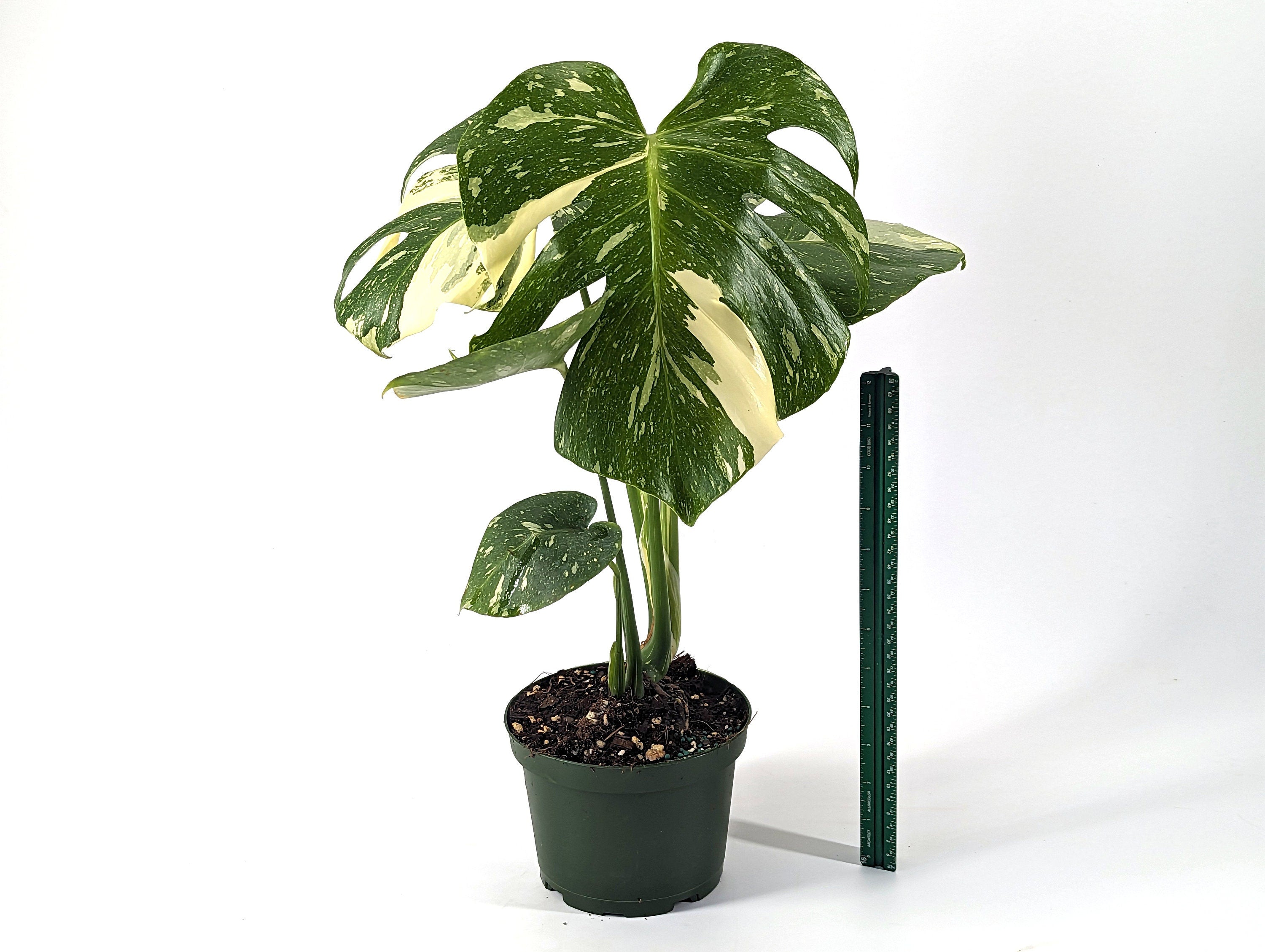 Monstera Thai Constellation 6 inch pot - TALL