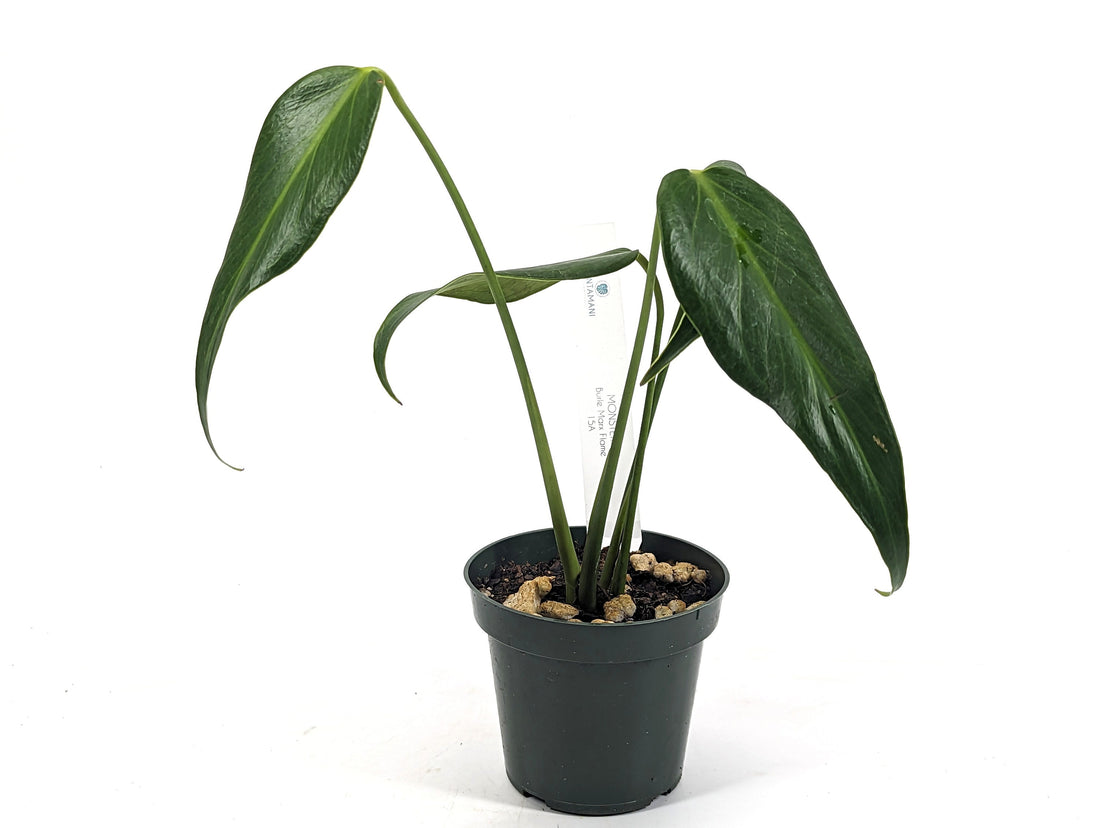 Monstera Burle Marx Flame Exact Plant - Rooted Live Plant - 4 inch pot