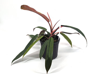 Philodendron Bicolor One of A Kind Exact Large Rare Aroid | 6 Inch Pot