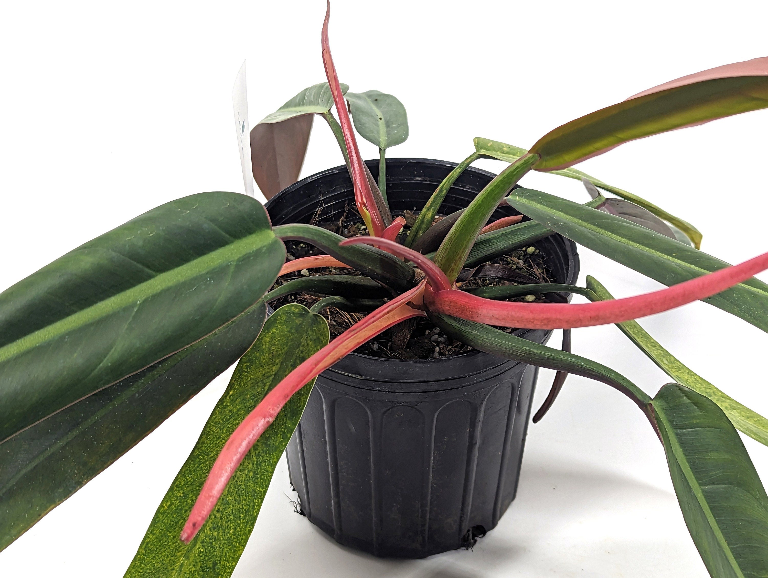 Philodendron Bicolor One of A Kind Exact Large Rare Aroid | 6 Inch Pot