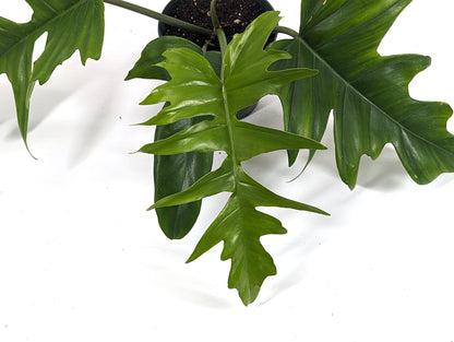 Philodendron Tortum x Florida Beauty Green - NEW HYBRID Plant Exact ID 