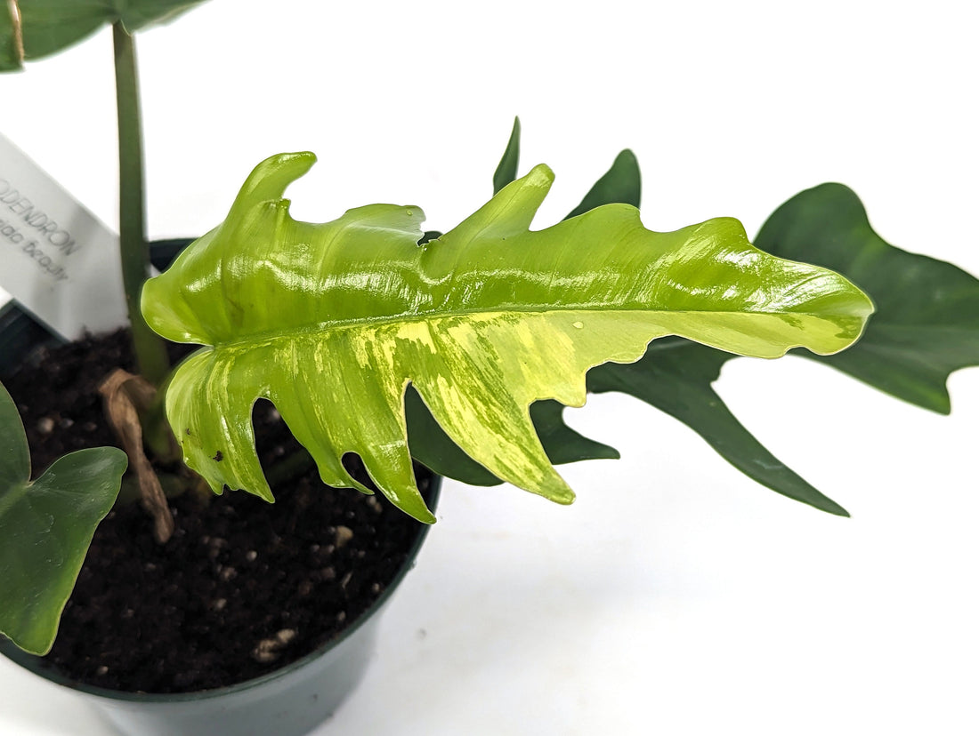 Philodendron Tortum x Florida Beauty Variegated - NEW HYBRID Plant Exact ID 