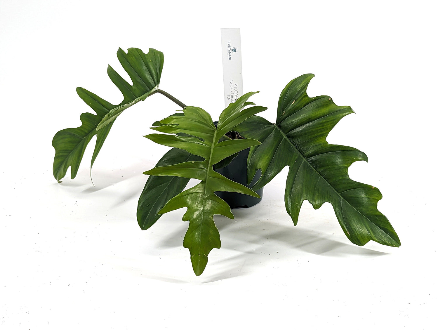 Philodendron Tortum x Florida Beauty Green - NEW HYBRID Plant Exact ID 