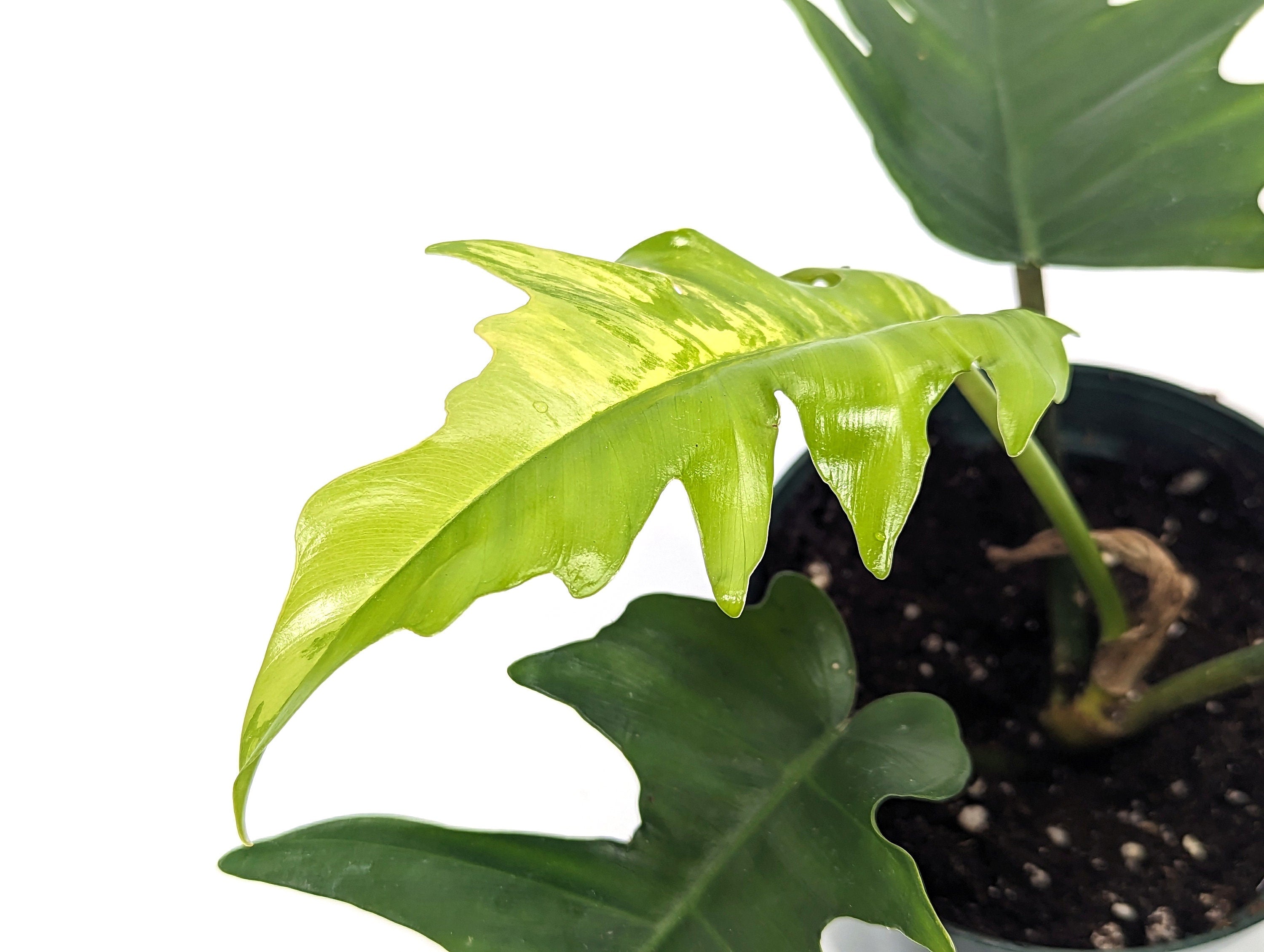 Philodendron Tortum x Florida Beauty Variegated - NEW HYBRID Plant Exact ID 