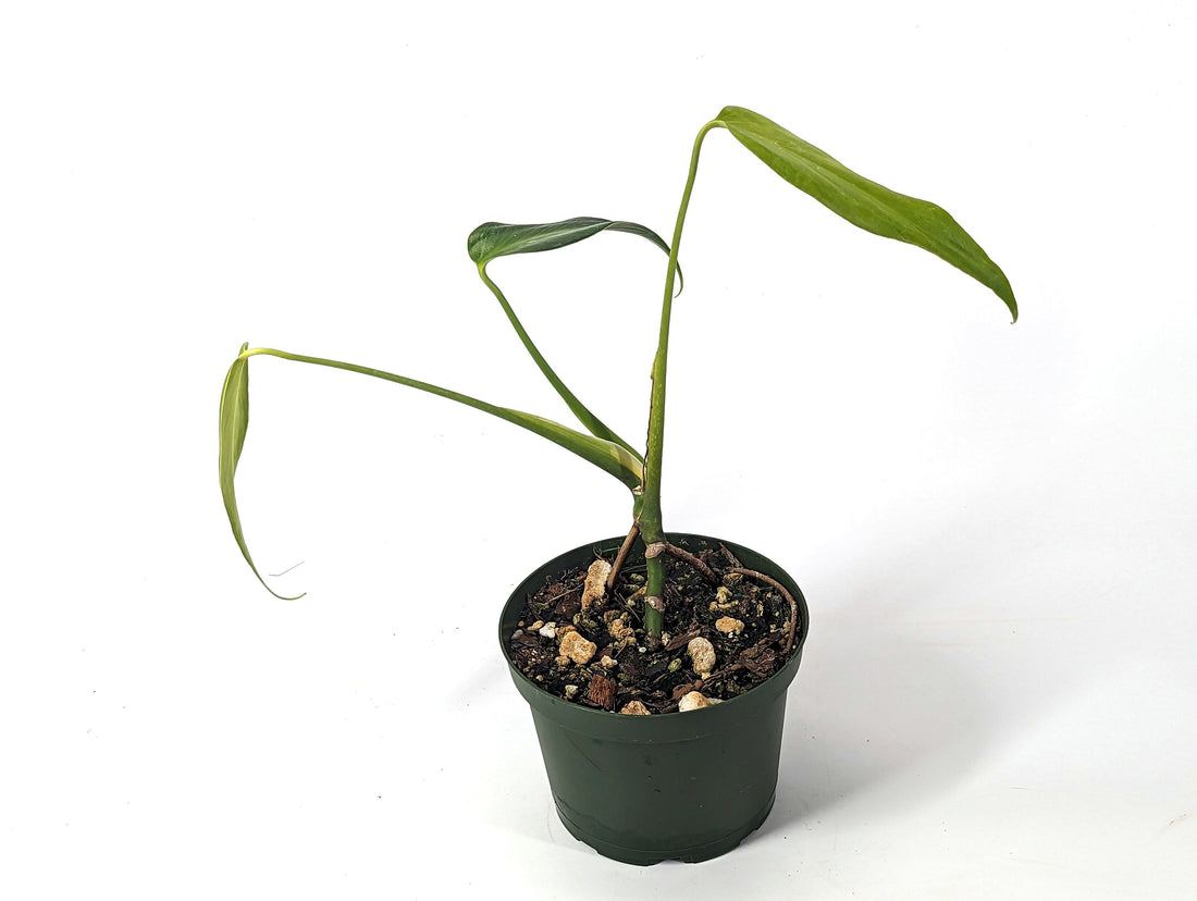 Monstera Burle Marx Flame USA SELLER 6 Inch Pot Fully Rooted