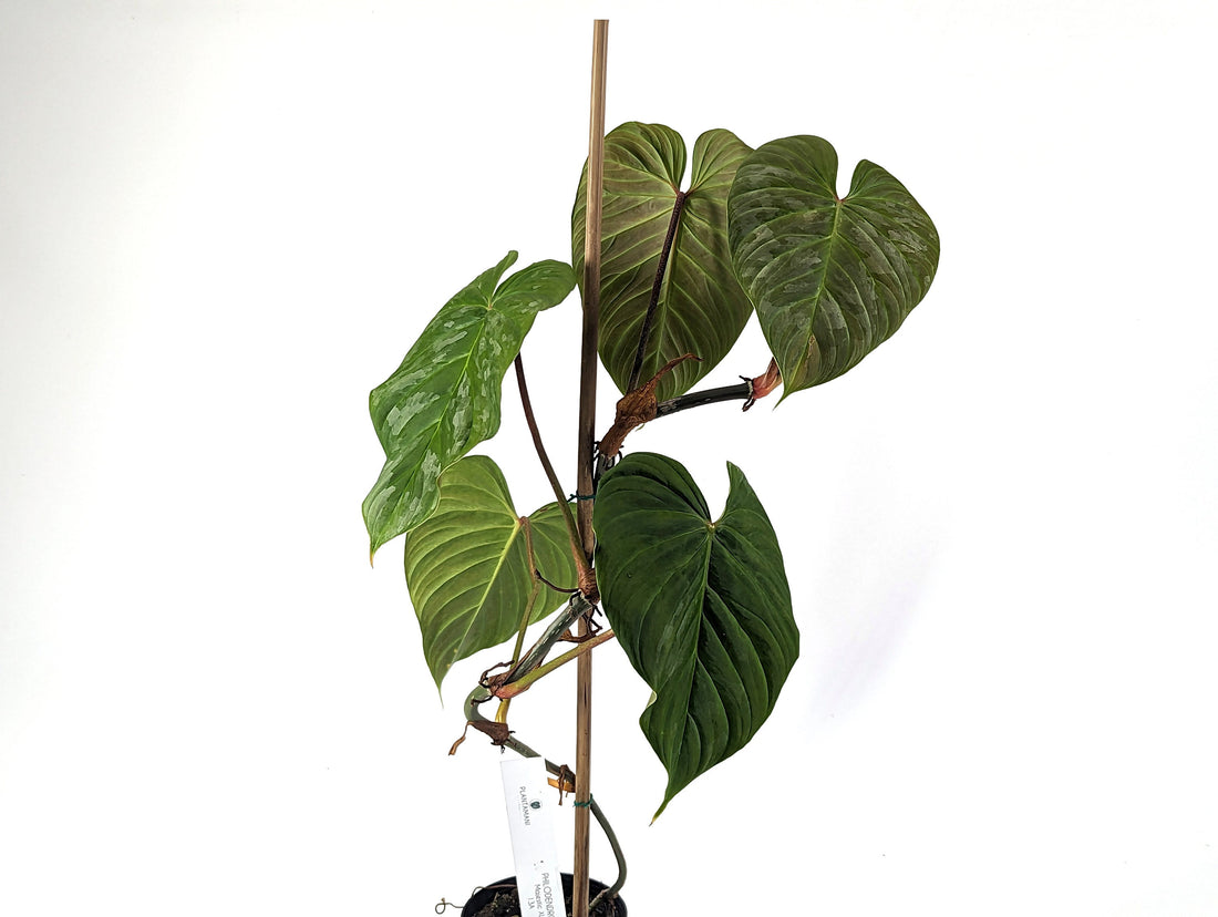Philodendron Majestic (Hybrid P. Sodiroi x P. Verrucosum) - 4 inch pot Live Plant