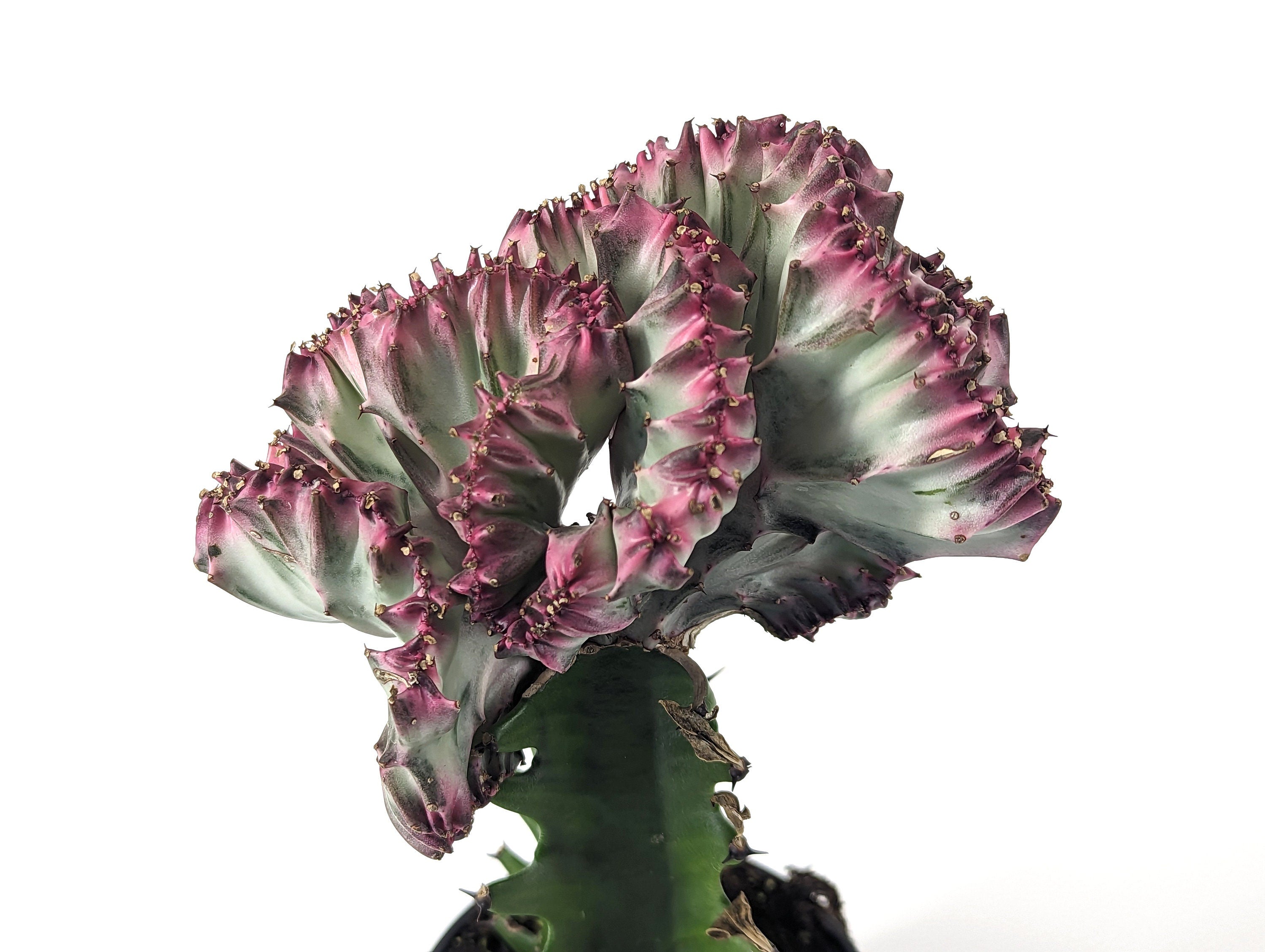 Mermaid Tail Cactus Crested Euphorbia  4&quot; pot with Succulent Soil