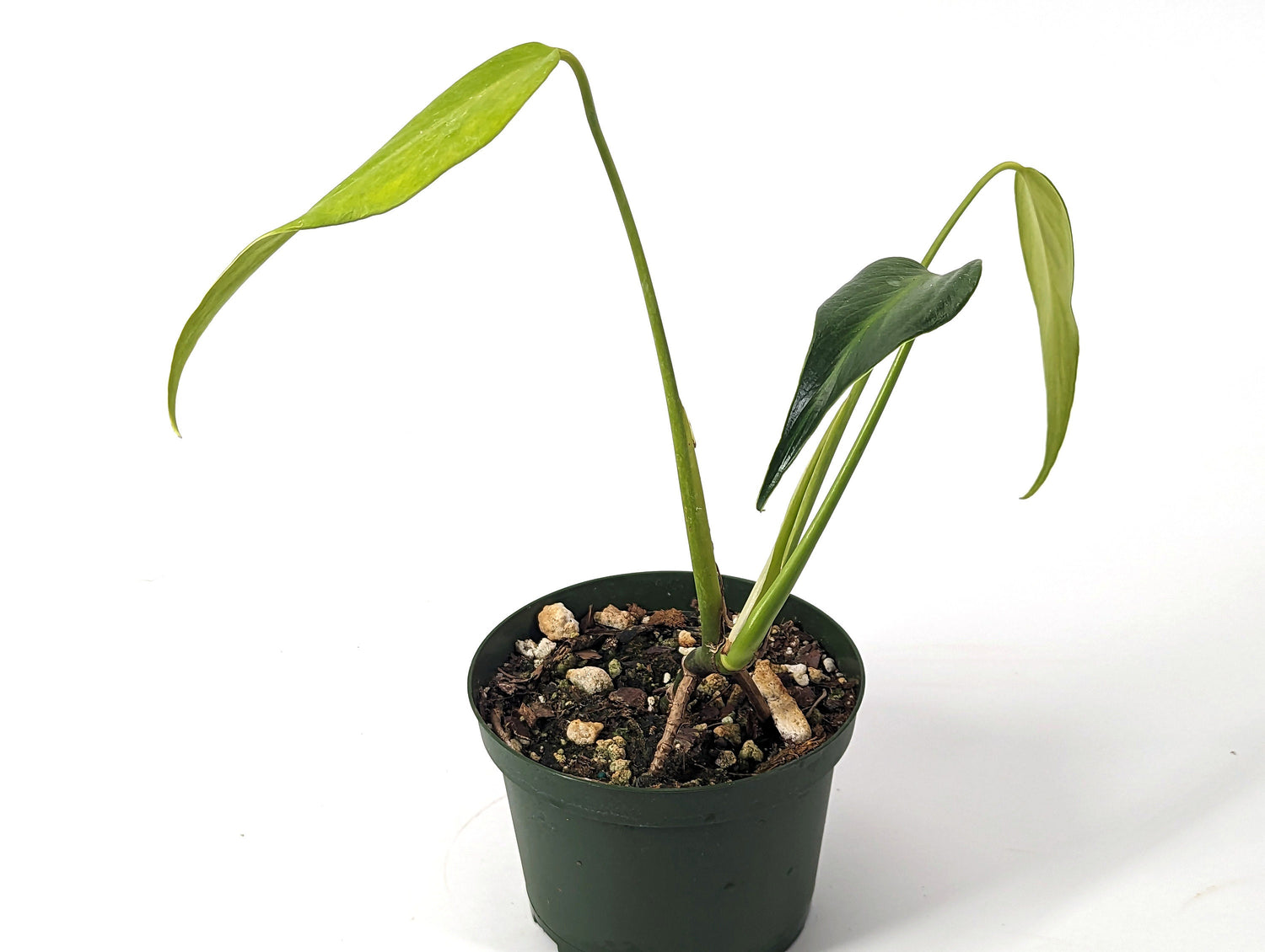 Monstera Burle Marx Flame USA SELLER 6 Inch Pot Fully Rooted