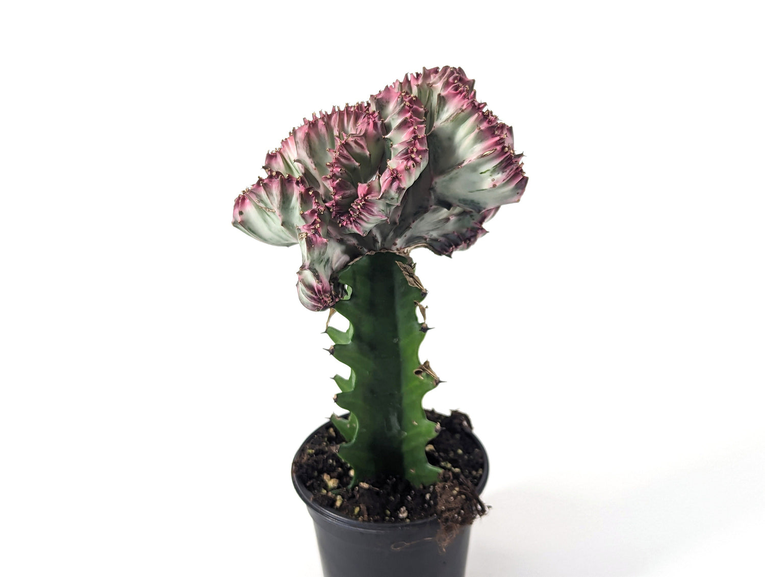 Mermaid Tail Cactus Crested Euphorbia  4&quot; pot with Succulent Soil