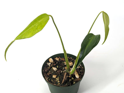 Monstera Burle Marx Flame USA SELLER 6 Inch Pot Fully Rooted