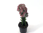 Mermaid Tail Cactus Crested Euphorbia  4" pot with Succulent Soil