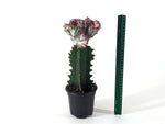 Mermaid Tail Cactus Crested Euphorbia  4" pot with Succulent Soil