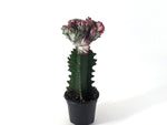 Mermaid Tail Cactus Crested Euphorbia  4" pot with Succulent Soil