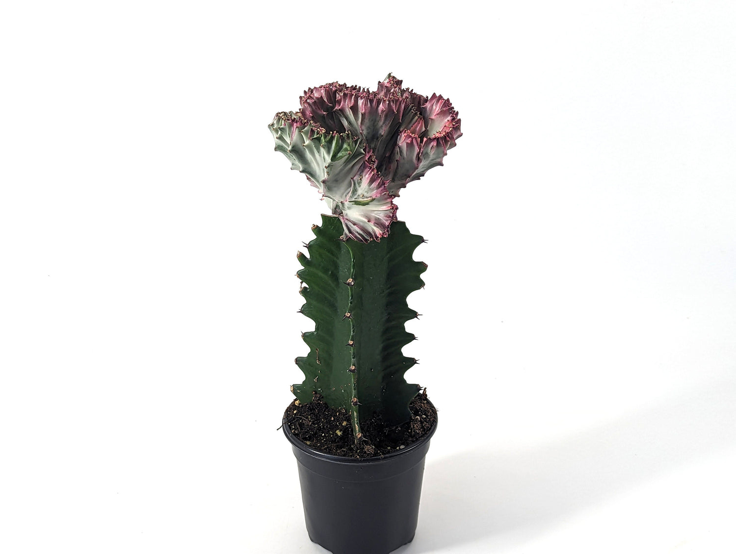 Mermaid Tail Cactus Crested Euphorbia  4&quot; pot with Succulent Soil