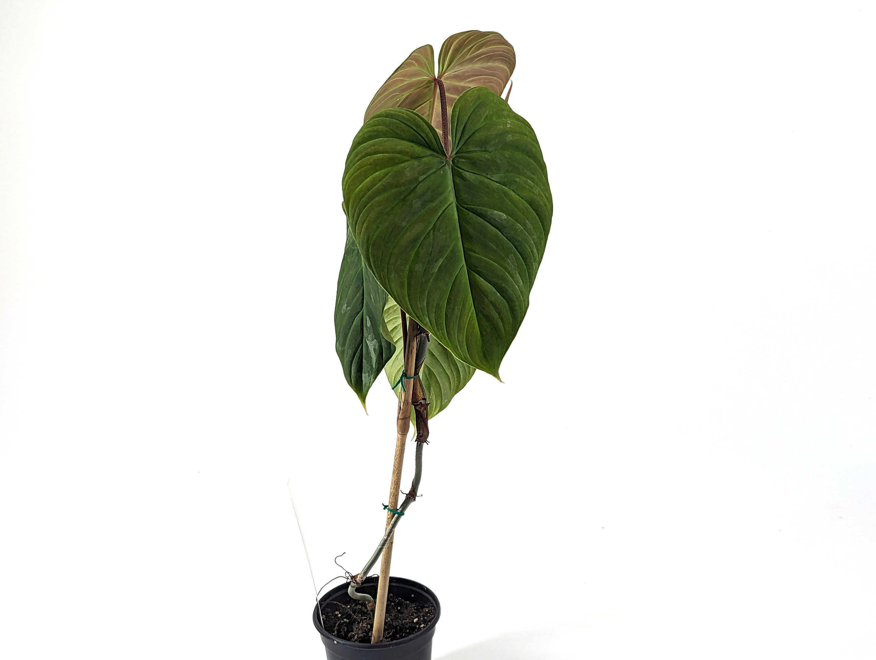 Philodendron Majestic (Hybrid P. Sodiroi x P. Verrucosum) - 4 inch pot Live Plant