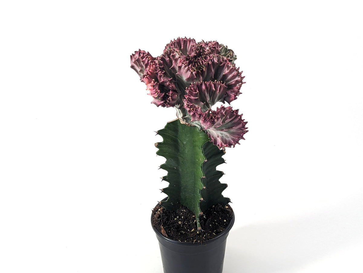 Mermaid Tail Cactus Crested Euphorbia  4" pot with Succulent Soil