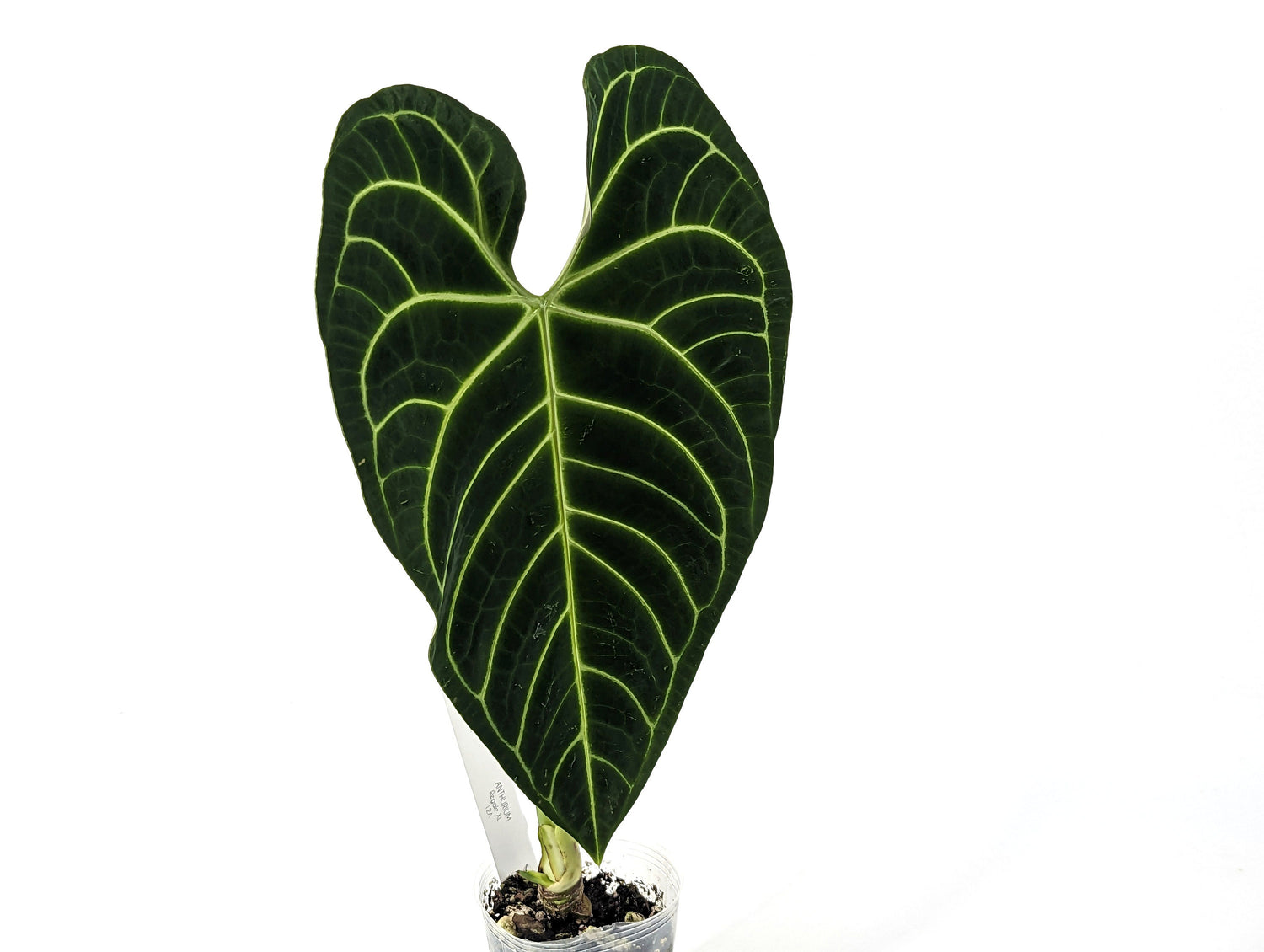 XL Regale Anthurium Mature Large Specimen Approx 2 ft tall NON EXACT Plant