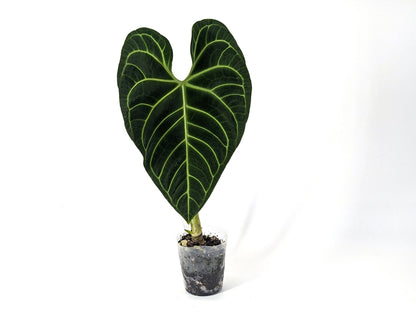 XL Regale Anthurium Mature Large Specimen Approx 2 ft tall NON EXACT Plant