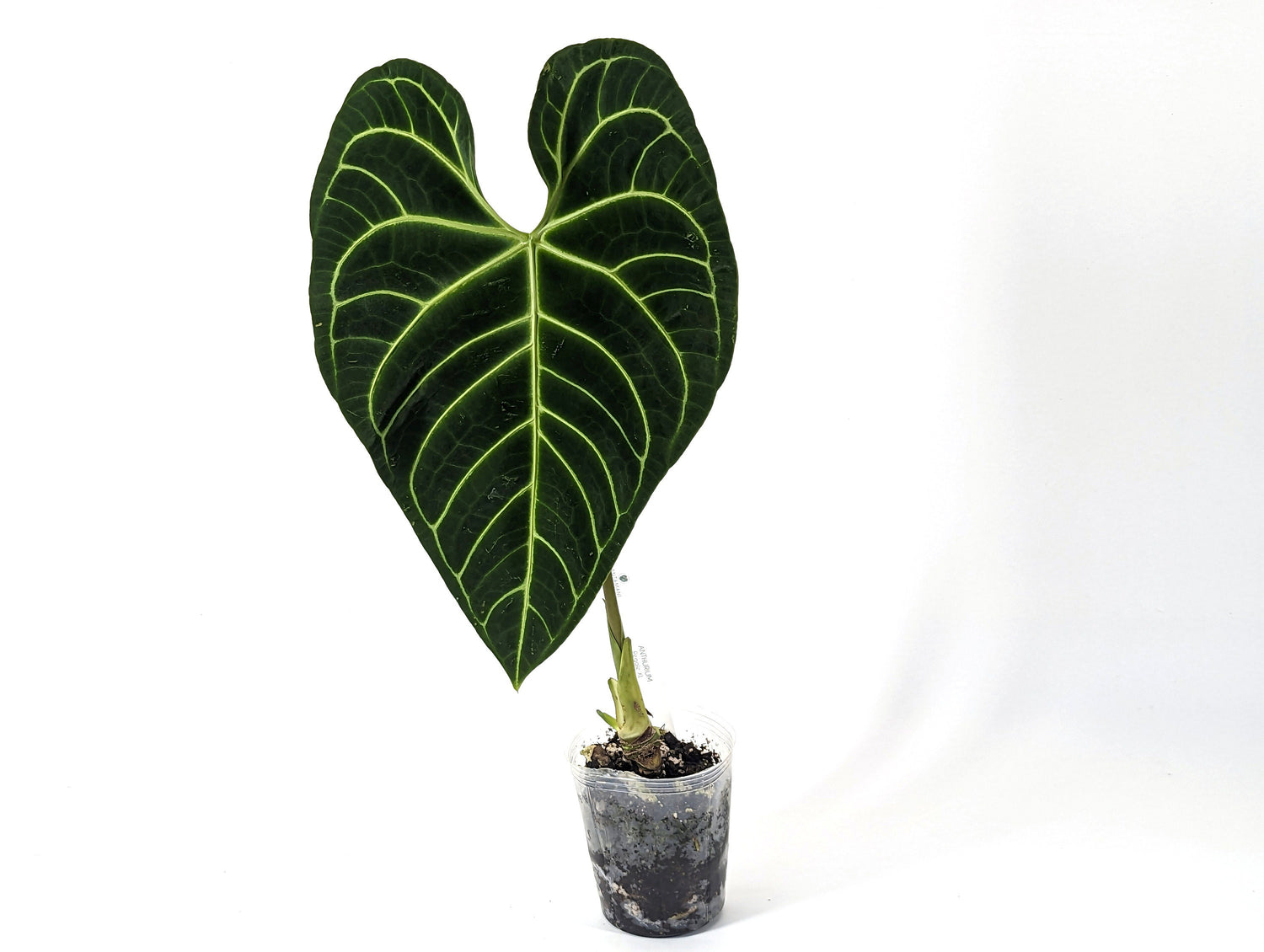 XL Regale Anthurium Mature Large Specimen Approx 2 ft tall NON EXACT Plant