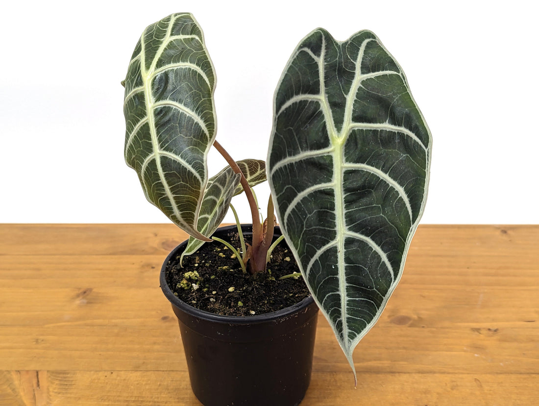 Alocasia Watsoniana 4 inch pot live houseplant air purifier