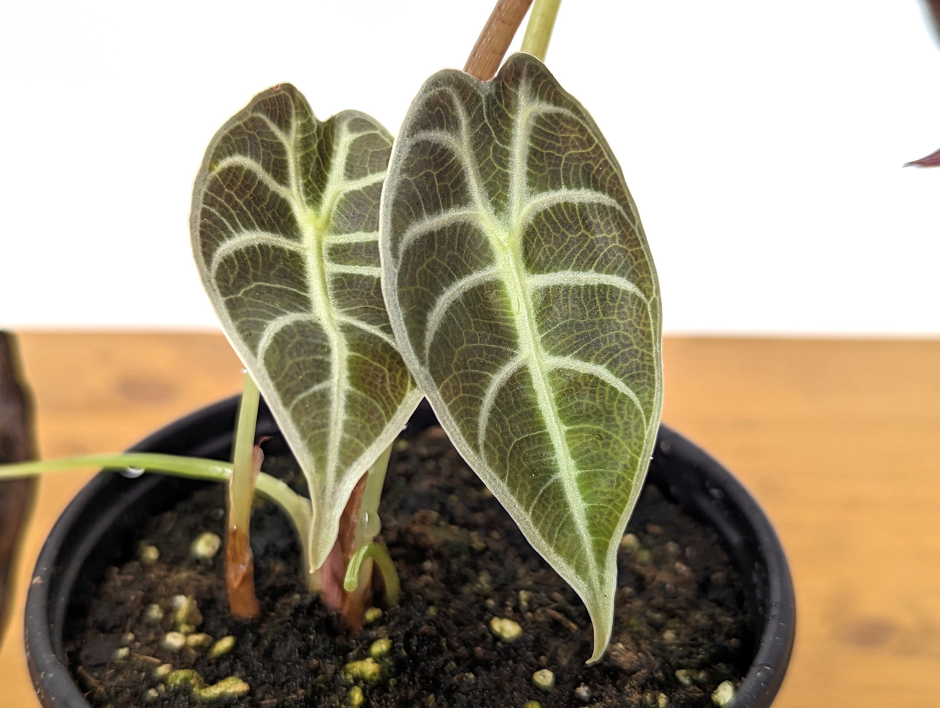 Alocasia Watsoniana