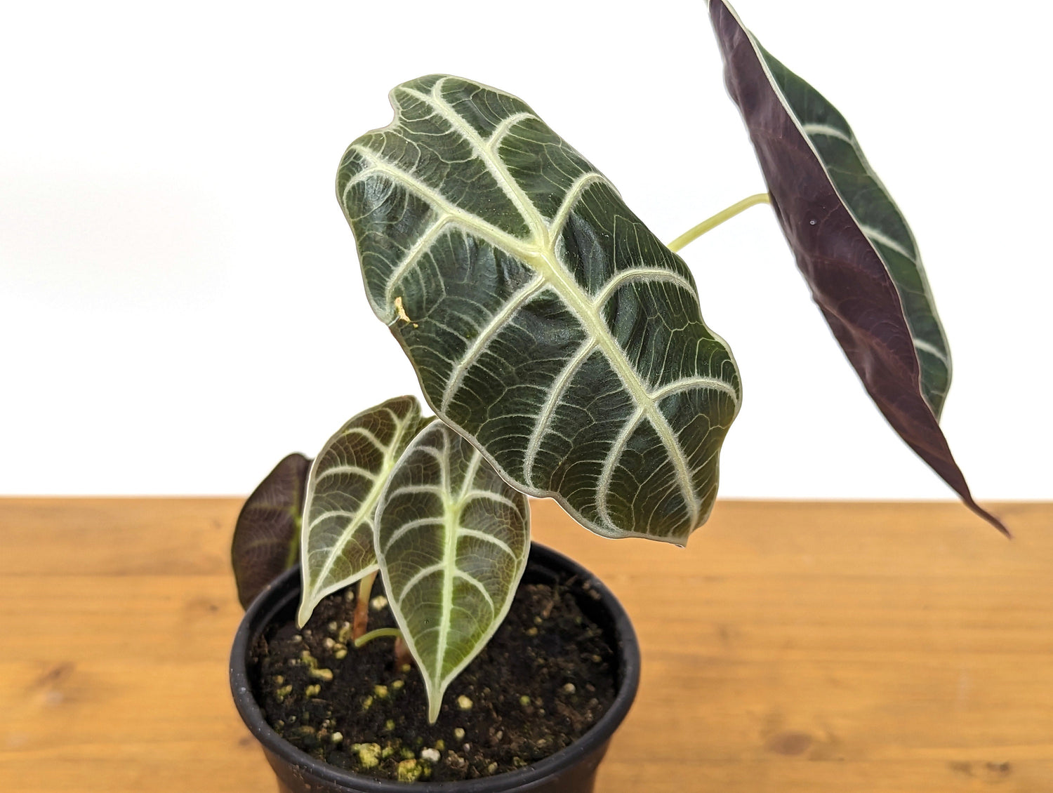 Alocasia Watsoniana