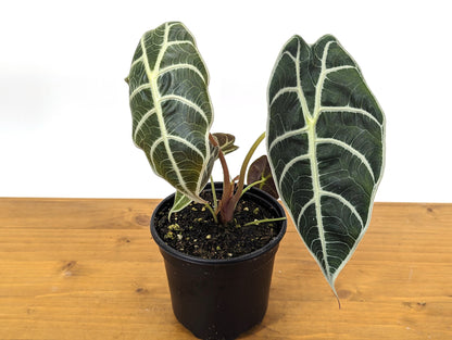 Alocasia Watsoniana