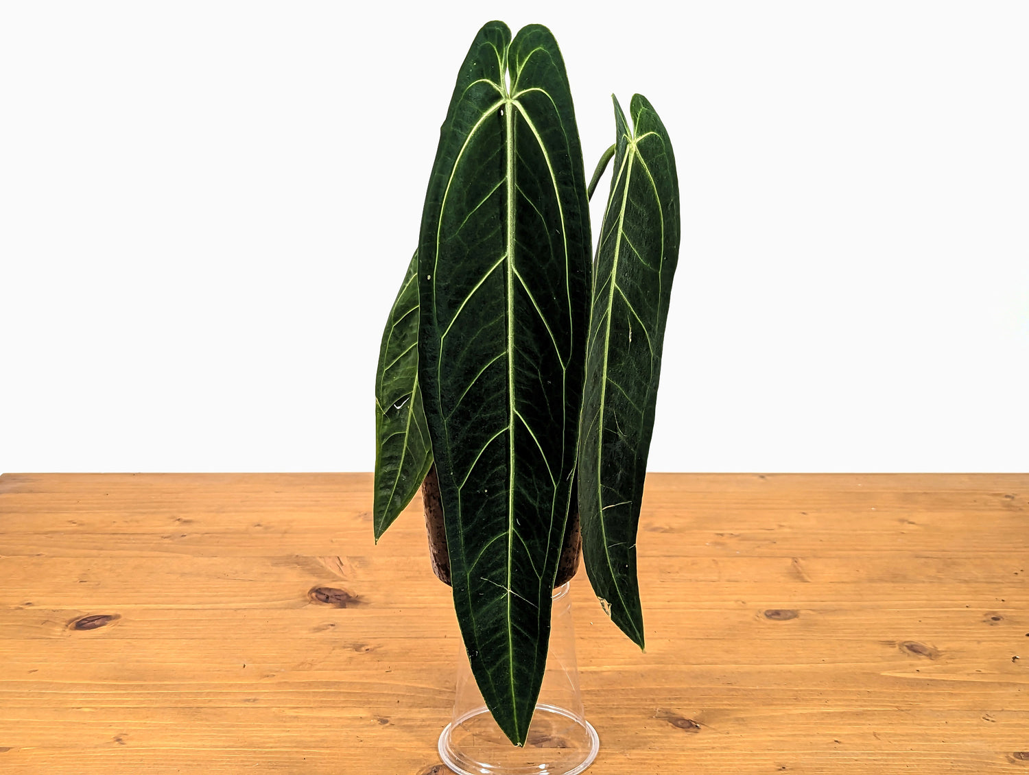 Anthurium warocqueanum Queen 5 inch pot - 2+ leaves per plant, leaves 6-12&quot; long