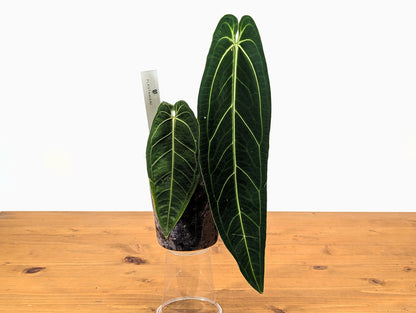 Anthurium warocqueanum Queen 5 inch pot - 2+ leaves per plant, leaves 6-12&quot; long