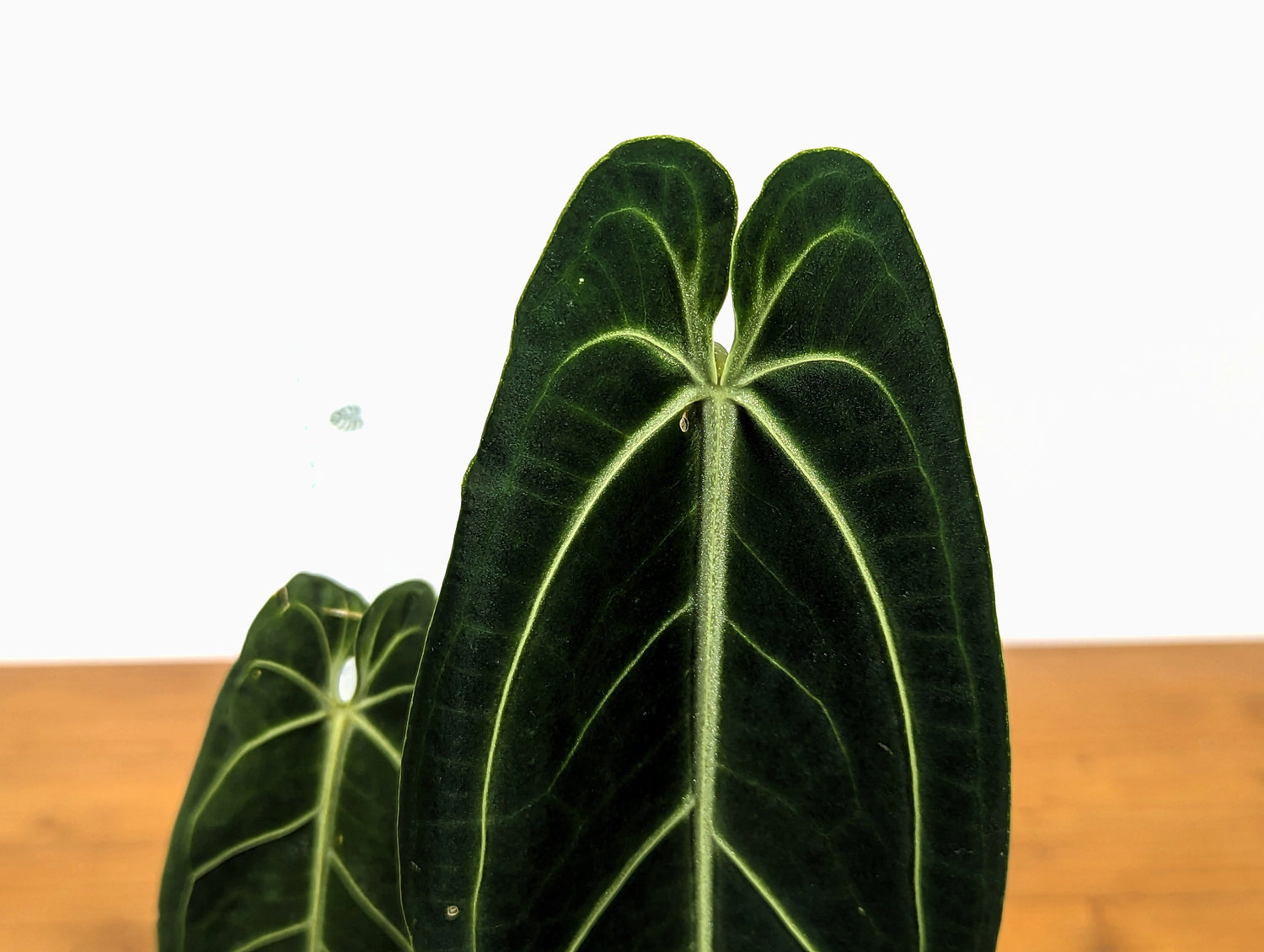 Anthurium warocqueanum Queen 5 inch pot - 2+ leaves per plant, leaves 6-12&quot; long