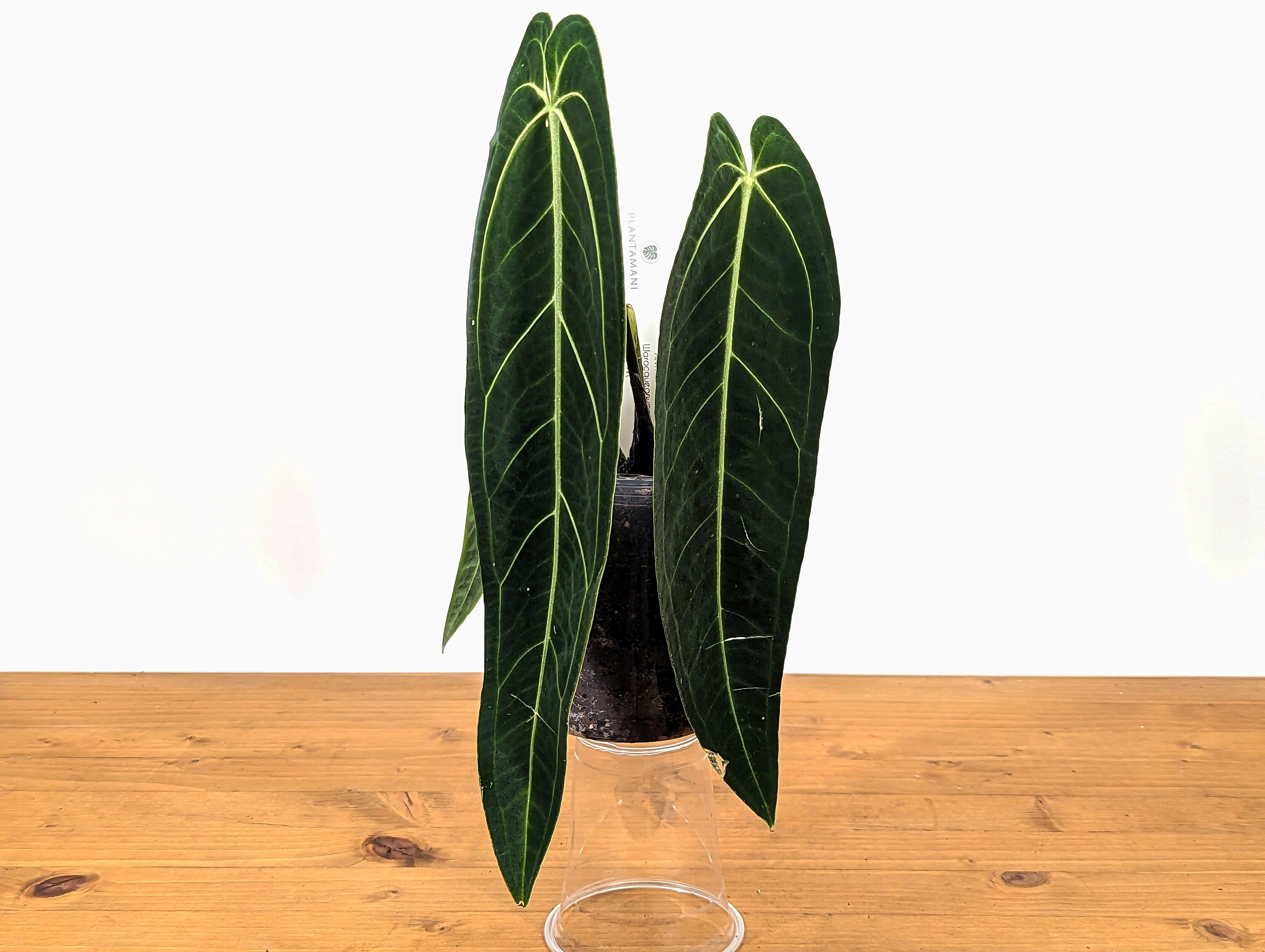 Anthurium warocqueanum Queen 5 inch pot - 2+ leaves per plant, leaves 6-12&quot; long