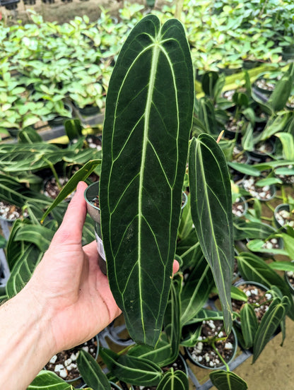 Anthurium warocqueanum Queen 5 inch pot - 2+ leaves per plant, leaves 6-12&quot; long