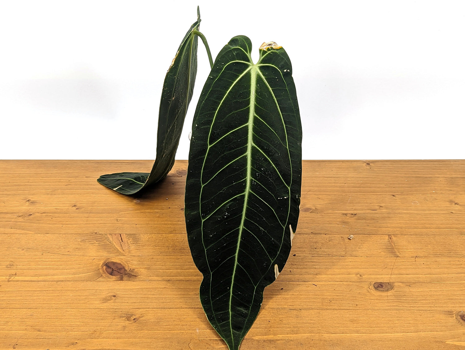 Anthurium warocqueanum Queen 5 inch pot - 2+ leaves per plant, leaves 6-12&quot; long