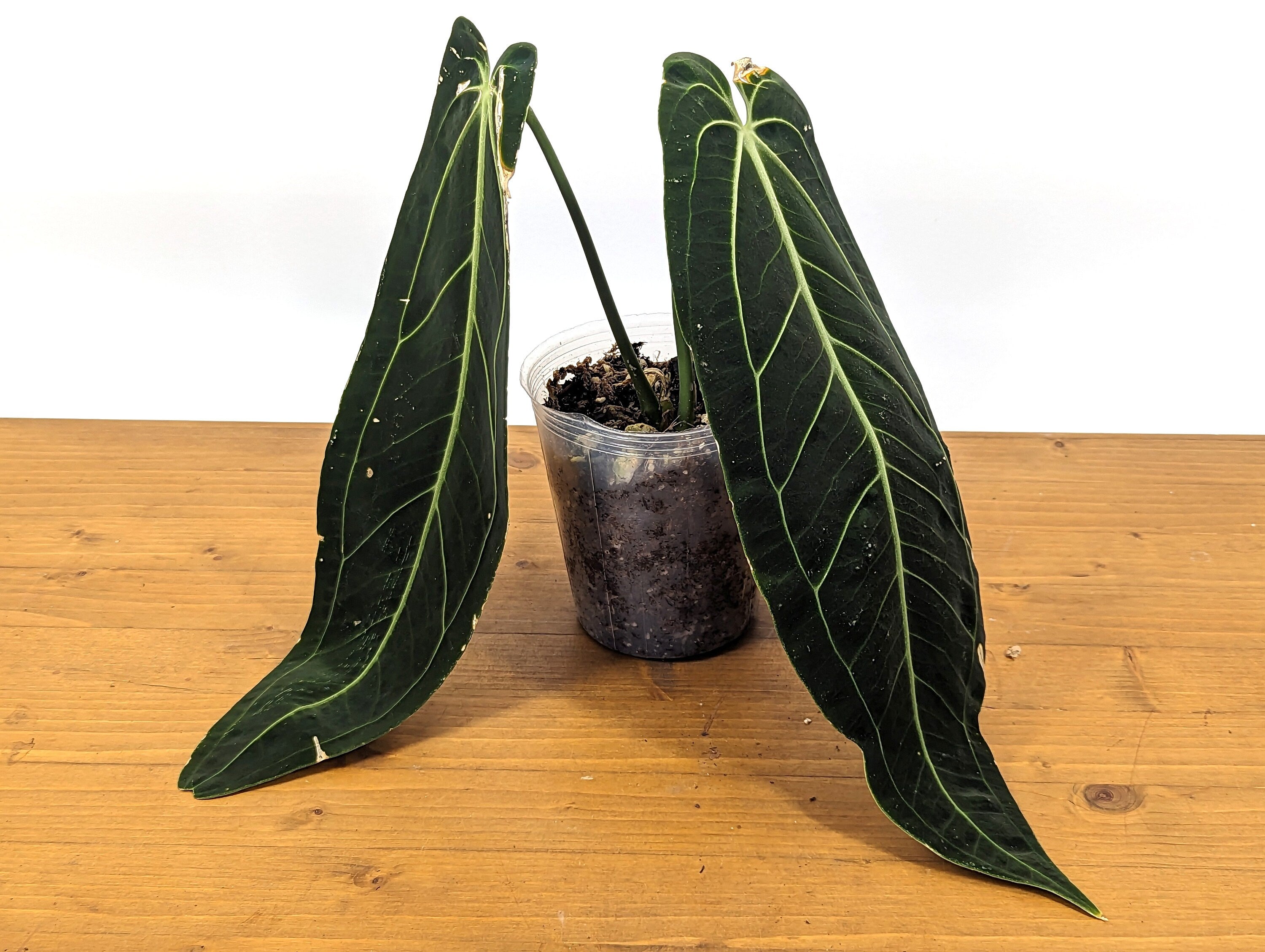 Anthurium warocqueanum Queen 5 inch pot - 2+ leaves per plant, leaves 6-12&quot; long