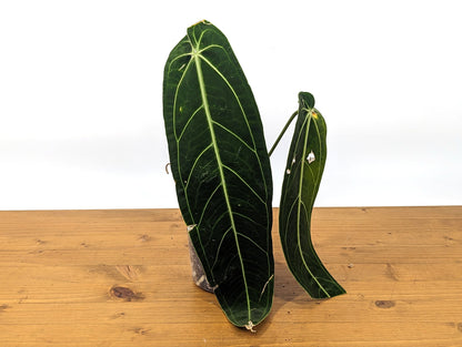 Anthurium warocqueanum Queen 5 inch pot - 2+ leaves per plant, leaves 6-12&quot; long