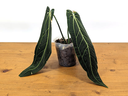 Anthurium warocqueanum Queen 5 inch pot - 2+ leaves per plant, leaves 6-12&quot; long