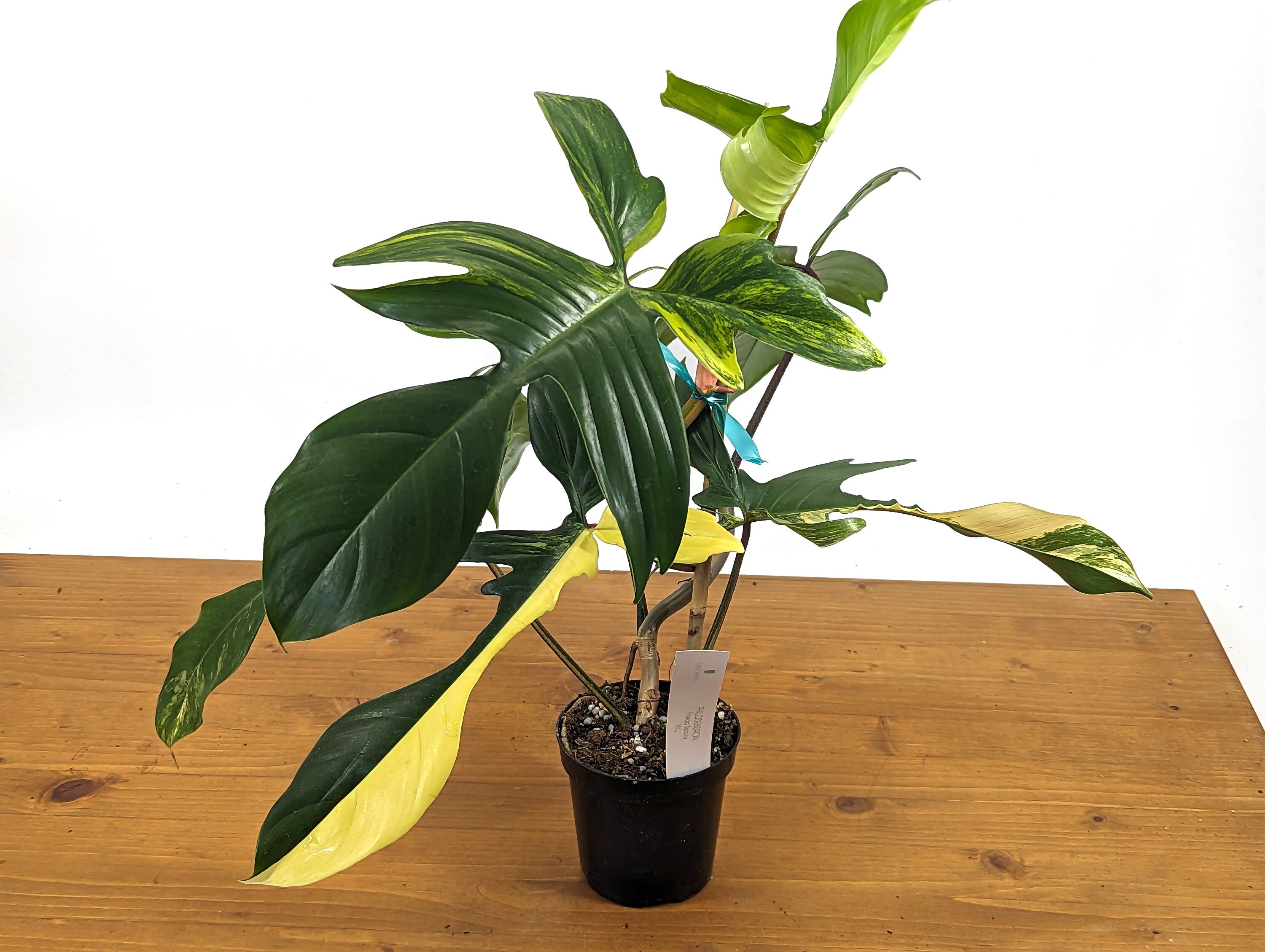 EXACT Plant - Philodendron Florida Beauty Variegated Huge Fully Rooted High Color Plant in 4 Inch Pot - Ready to Bump to 6&quot;