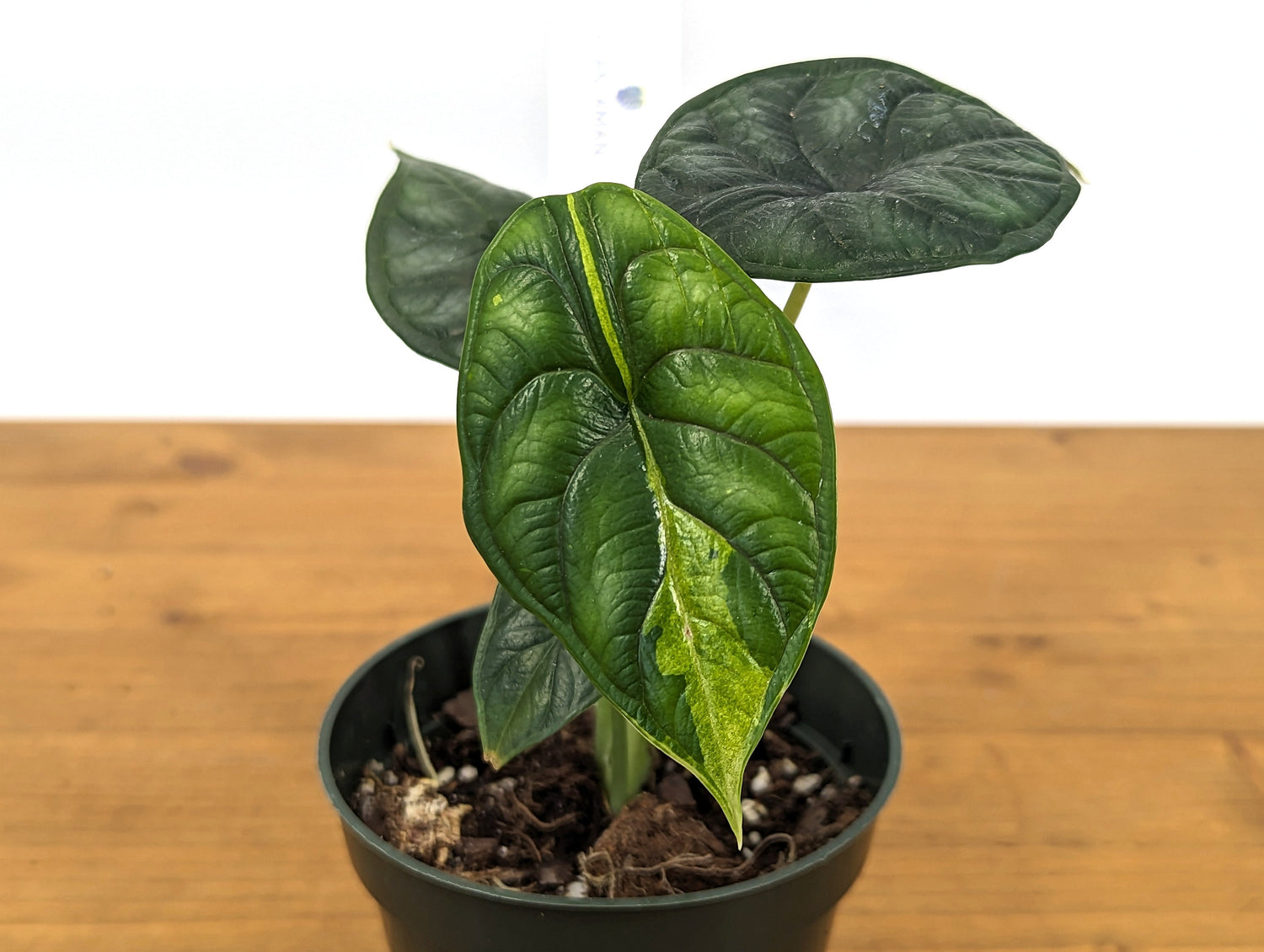 Alocasia Dragon Scale Exact Variegated Plant 4 Inch Pot 