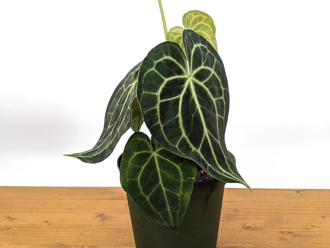 XL King Anthurium Clarinervium 8-12&quot; tall in 6 Inch Nursery Pot