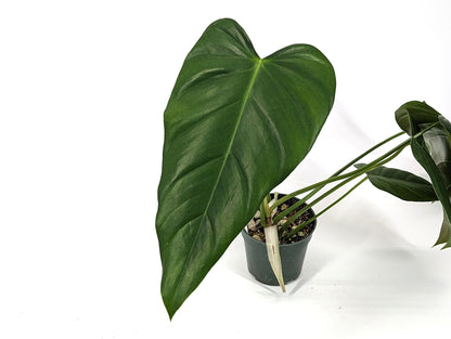 Exact Philodendron Quelali Round x Spiritus Sancti Exact Plant 