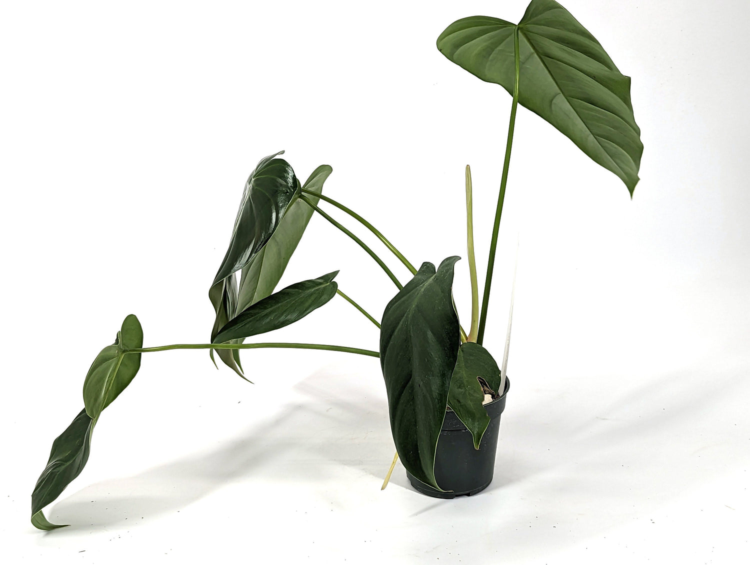 Exact Philodendron Quelali Round x Spiritus Sancti Exact Plant 