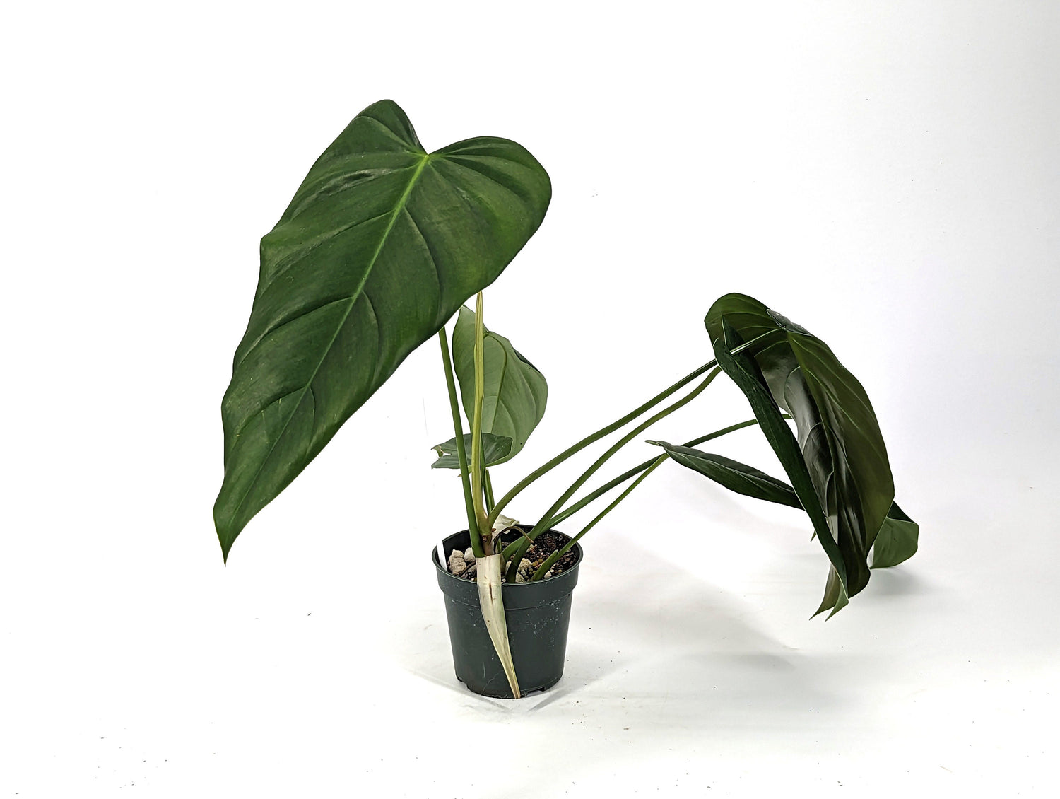 Exact Philodendron Quelali Round x Spiritus Sancti Exact Plant 