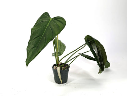 Exact Philodendron Quelali Round x Spiritus Sancti Exact Plant 