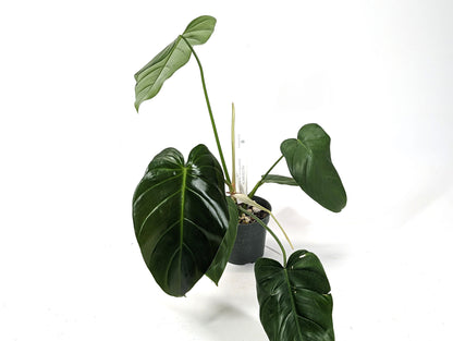 Exact Philodendron Quelali Round x Spiritus Sancti Exact Plant 