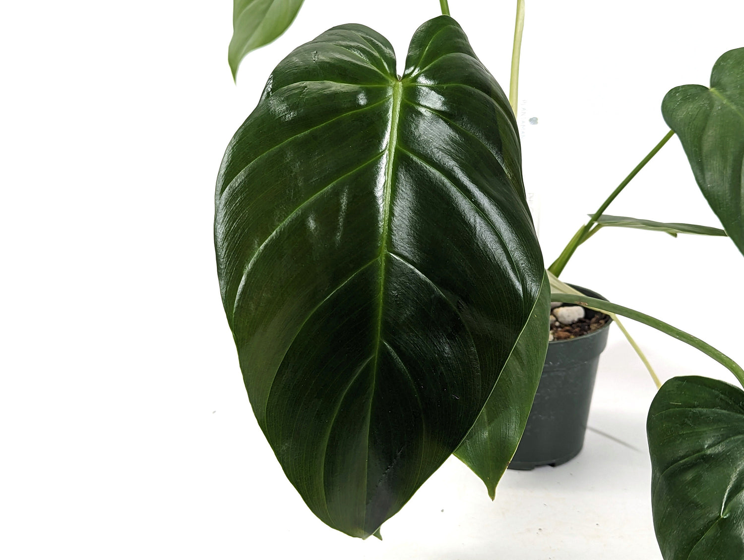 Exact Philodendron Quelali Round x Spiritus Sancti Exact Plant 