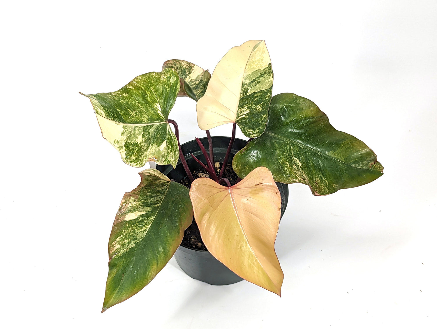 Philodendron Strawberry Shake Beautiful Light Colors Huge 8 inch Pot - 