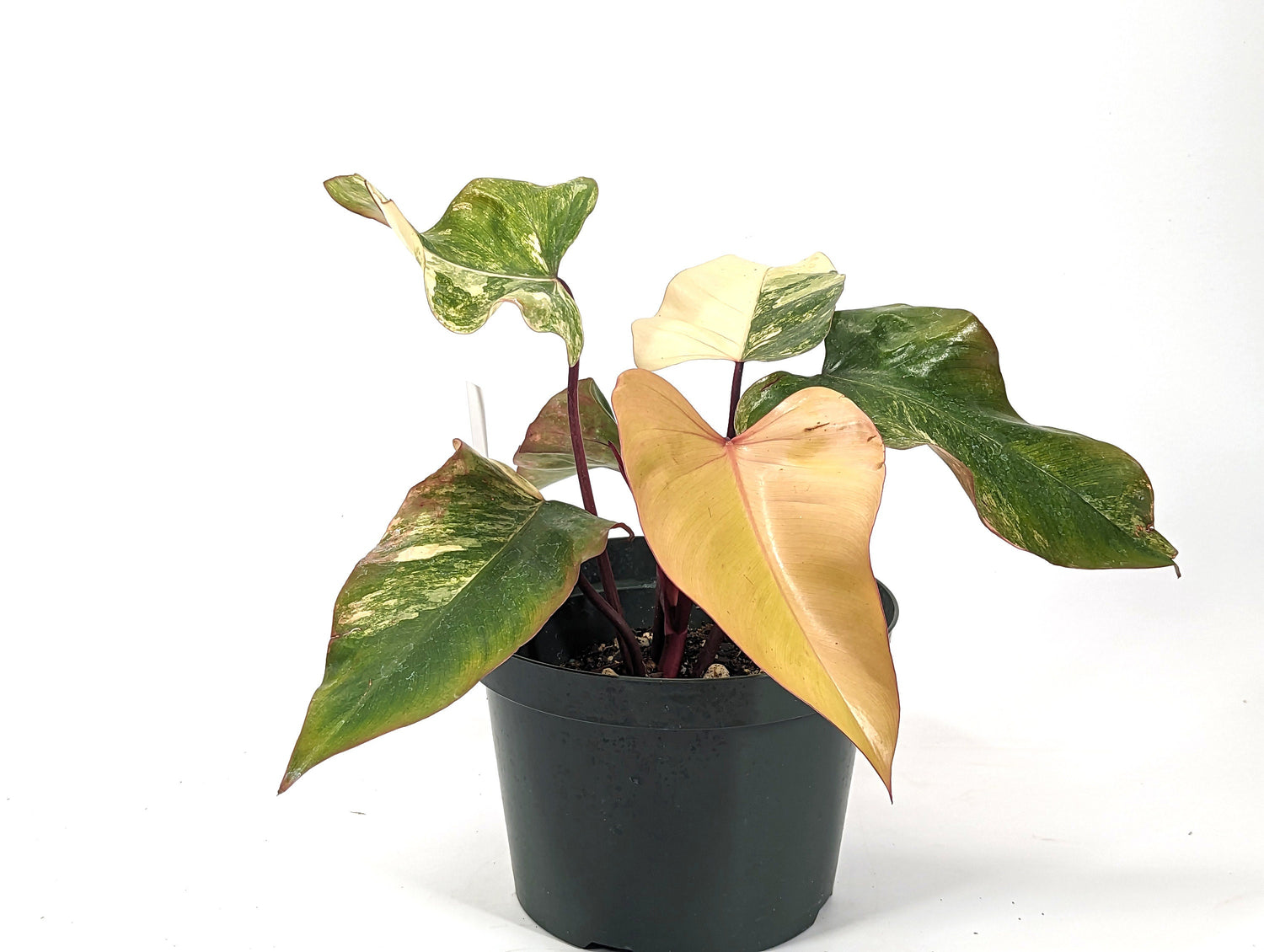 Philodendron Strawberry Shake Beautiful Light Colors Huge 8 inch Pot - 